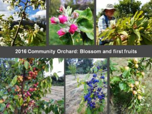 Blossom and Fruit 2016
